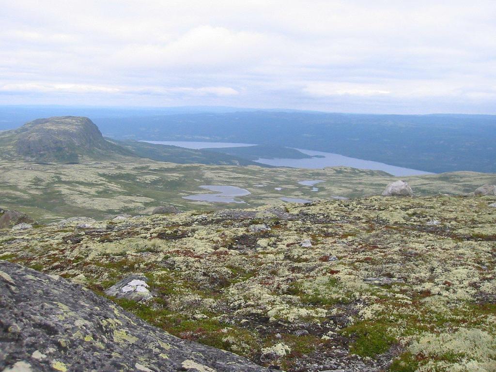 Numedalslågen fra vidde