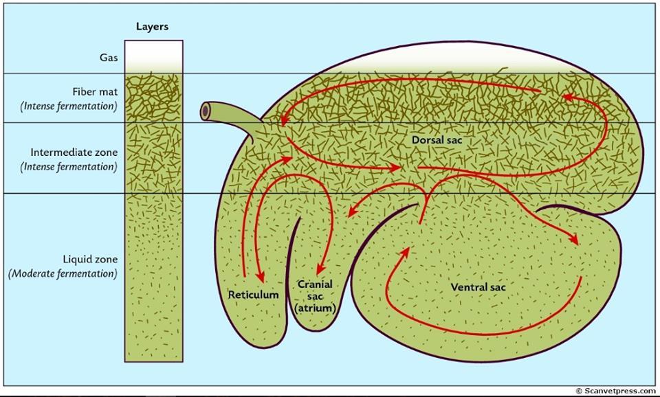 Figur 2: Illustrasjon av de ulike lagene i vomma (gasslag, flytelag og væskelag) og hvordan fôret beveger seg mellom kamrene i vomma og i nettmagen