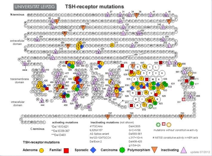 TSHR-genet har 10 exoner og ligger på kromosom 14 Ligner på andre Hormonreseptorer.