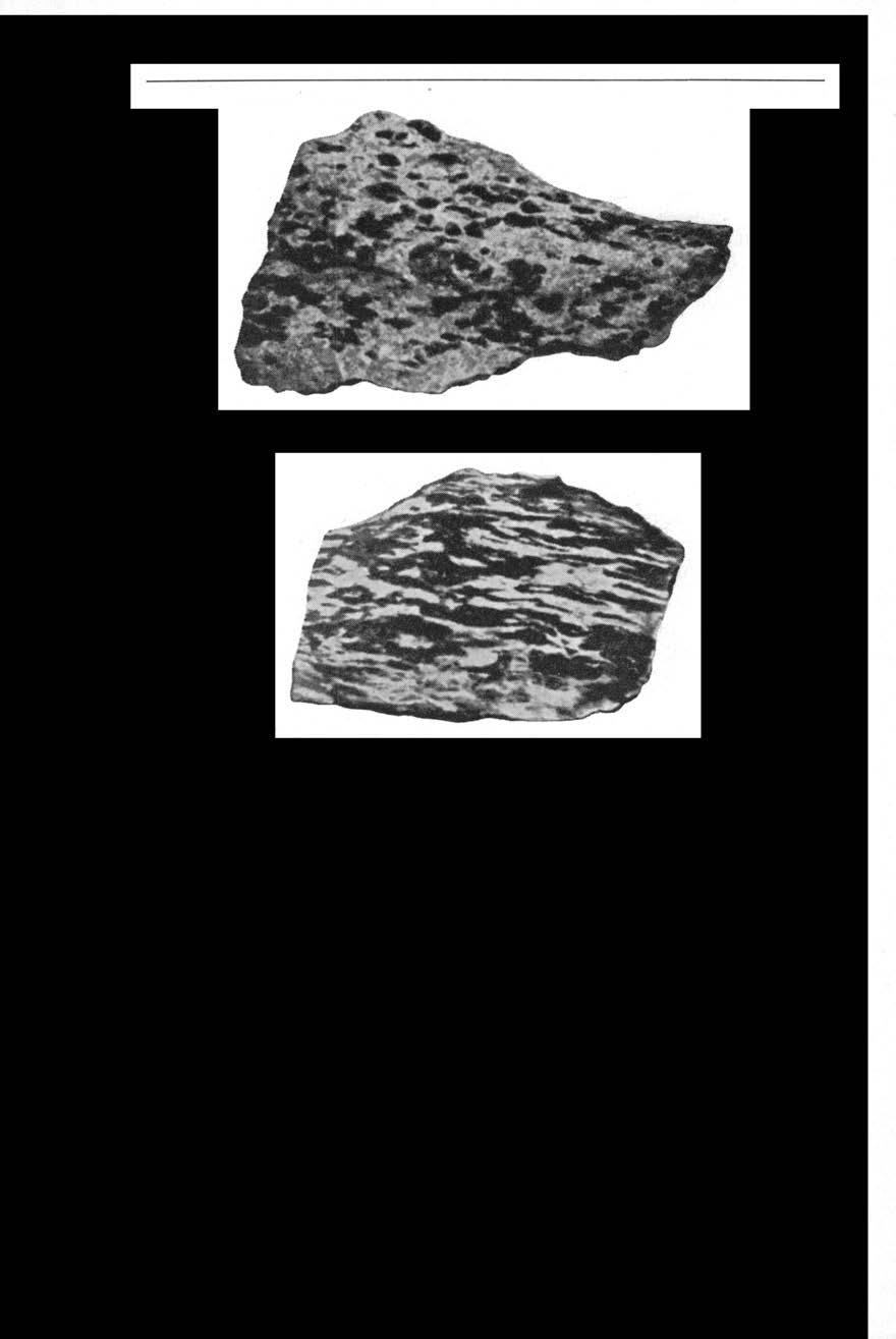 194 CHRISTOFFER OFTEDAHL Fig. I. Svakt presset, uomvandlet norit. 1/J x. Fig. 2. Den typiske noritskifer med linser og plater av kloritisert pyroxen. 1/2 x. med enkelte gode grenser til fylliten.