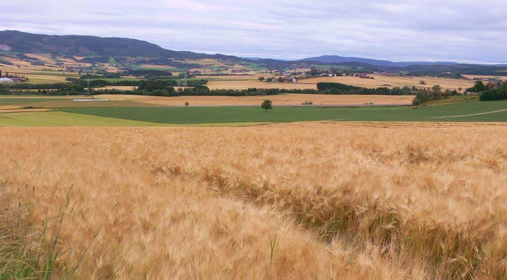 E6 Åsen nord Mære LANDBRUK Jordvern er viktig! 1.