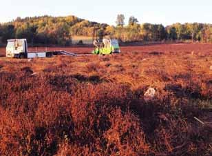 202 Aamlid, T.S. et al. / Bioforsk FOKUS 10 (1) Moddus og Bortrac ved begynnende strekningsvekst. Dette stemmer bra med våre tidligere resultater i Yngve (Aamlid et al. 2014). Bilde 1.