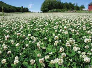 Aamlid, T.S. et al. / Bioforsk FOKUS 10 (1) 213 Bilde 4. Ved feltinspeksjon var det tett med blomsterhoder i frøenga i Vestfold. Foto: Lars T. Havstad. med Norstar og Snowy (Aamlid et al.