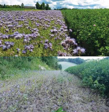 Havstad, L.T. et al. / Bioforsk FOKUS 10 (1) 225 Bilde 1. Vellykket og mindre vellykket stripesådd honningurt i rødkløverfelt i Vestfold 30. juni (øverst) og Østfold 1. juli (nederst).