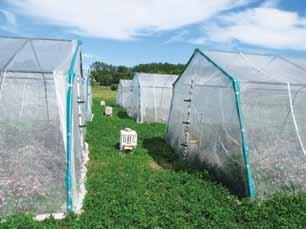 228 Havstad, L.T. et al. / Bioforsk FOKUS 10 (1) Bilde 2. Pollineringsburene som ble brukt i forsøket med å gjøre honningbiene mer effektive pollensamlere. Foto: Lars T. Havstad. Bilde 3.