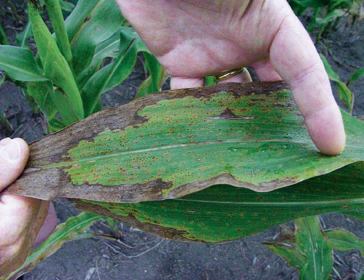 Kaliummangel i mais Redusert vekst, lysegrønne blad med