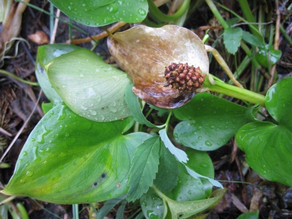 Figur 7. Kun noen få av myrkongleplantene ved Breidesmoen hadde utviklet kolbe med bær. Det hvite hylsterbladet er i ferd med å visne. Foto: Bjørg Rindal 4.