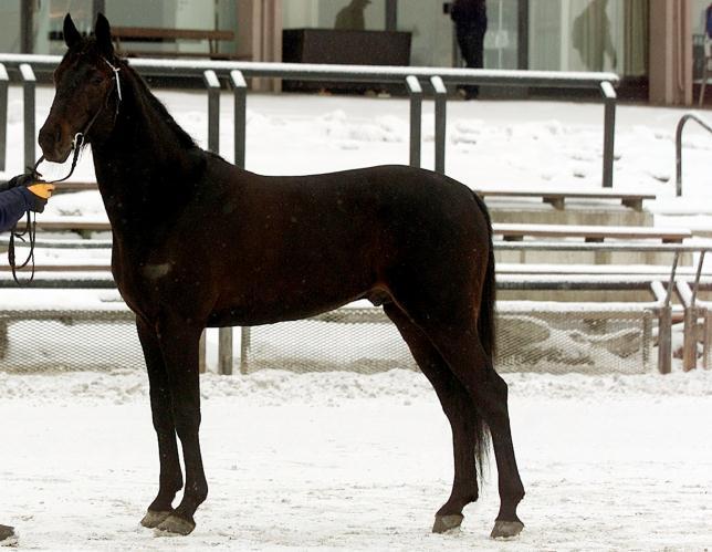 LIKELY LAD (US) Født: 1999 Regnr: US-VA 687 Farge: mørkbrun Høyde: 157 cm Eier: Stud DA Hellerudveien 17D 0672 Oslo Oppdretter: USA Hingsteholder: Øystein Eithun Årstadbakkan 169 7660 Vuku Tlf 928 13