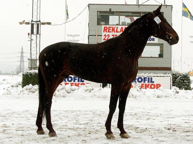 MAGNETIC POWER (US) Født: 1999 Regnr: US-VA 687 Farge: mørkbrun Høyde: 157 cm Eier: Stud DA Hellerudveien 17D 0672 Oslo Oppdretter: USA Hingsteholder: Øystein Eithun Årstadbakkan 169 7660 Vuku Tlf