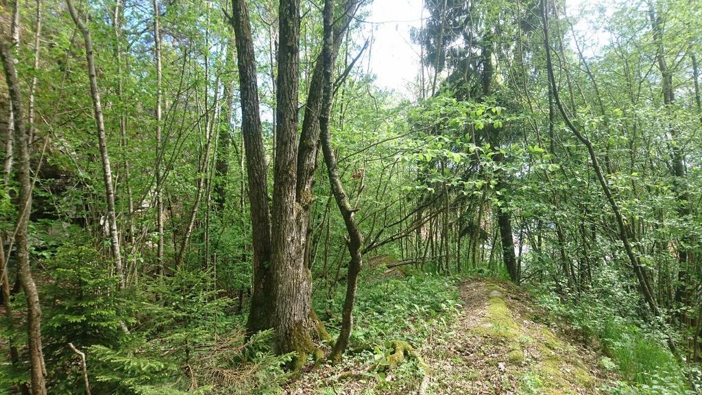 1717 Nyhusåsen, eik Store gamle trær Eik Verdi: C Areal : 0,3 daa Innledning: Kartlagt av Sigve Reiso (BioFokus) 23.05.2017 på oppdrag av grunneier ifm planer om boligbygging på eiendom 50/219.