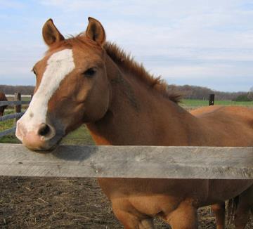a) Hesten har ørene bakover og rolige nesebor b) Hesten har ørene bakover, er hvit i øynene og blåser opp neseborene c) Hestene har ørene fram, er hvit i øynene og blåser opp
