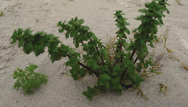 4. Planprosess 4.1 Plantype Ny plan for naturmangfald skal vere kommunedelplan etter plan- og bygningslova (pbl.) kap. 11. 4.2 Planavgrensing Planen skal gjelde heile Giske kommune, både land og sjø.