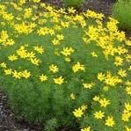 nepeta ssp.