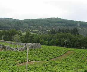 Norwegian fir plantations for bough- and Christmas tree production Venche Talgø, Maria-Luz Herrero, Brita Toppe, Halvor B.