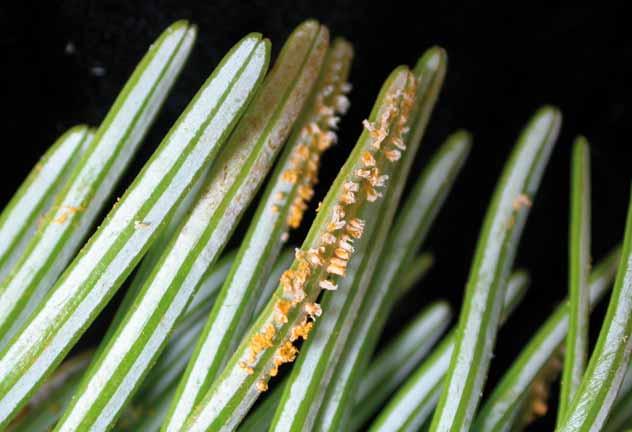 med mjølke (Epilobium sp.