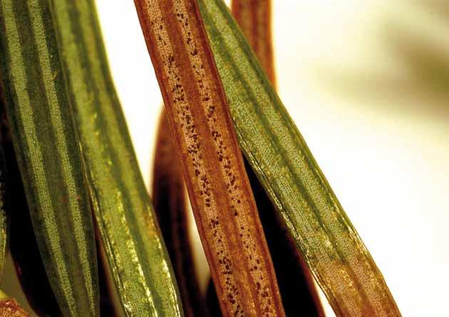 (Abies nordmanniana)