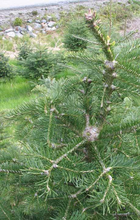 fjelledelgran (Abies