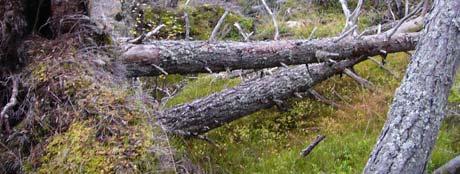 Jorda blir soldet for lettere å finne indikasjoner på aktivitet i steinalder, fortrinnsvis i form av ulike steinredskaper eller avfall etter slik produksjon.