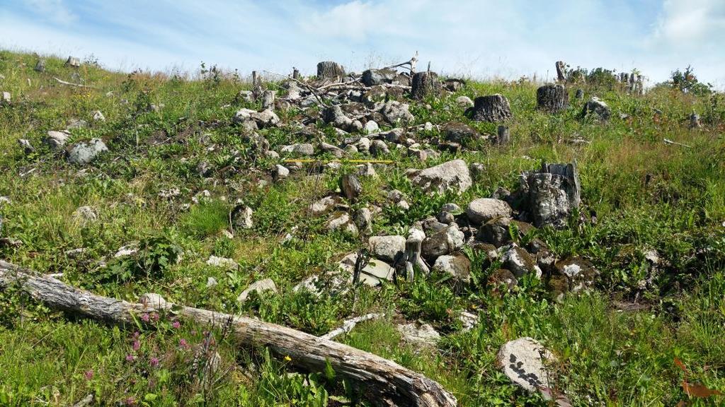 Foto 6: Bilde av rydningsrøys ID217337-1, tatt mot øst. Idnr. 217337-2 Rydningsrøys Mål: 6,40 x 4 x 0,2 meter. Rydningsrøys anlagt i hellende terreng mot vest, nedenfor en liten flate.