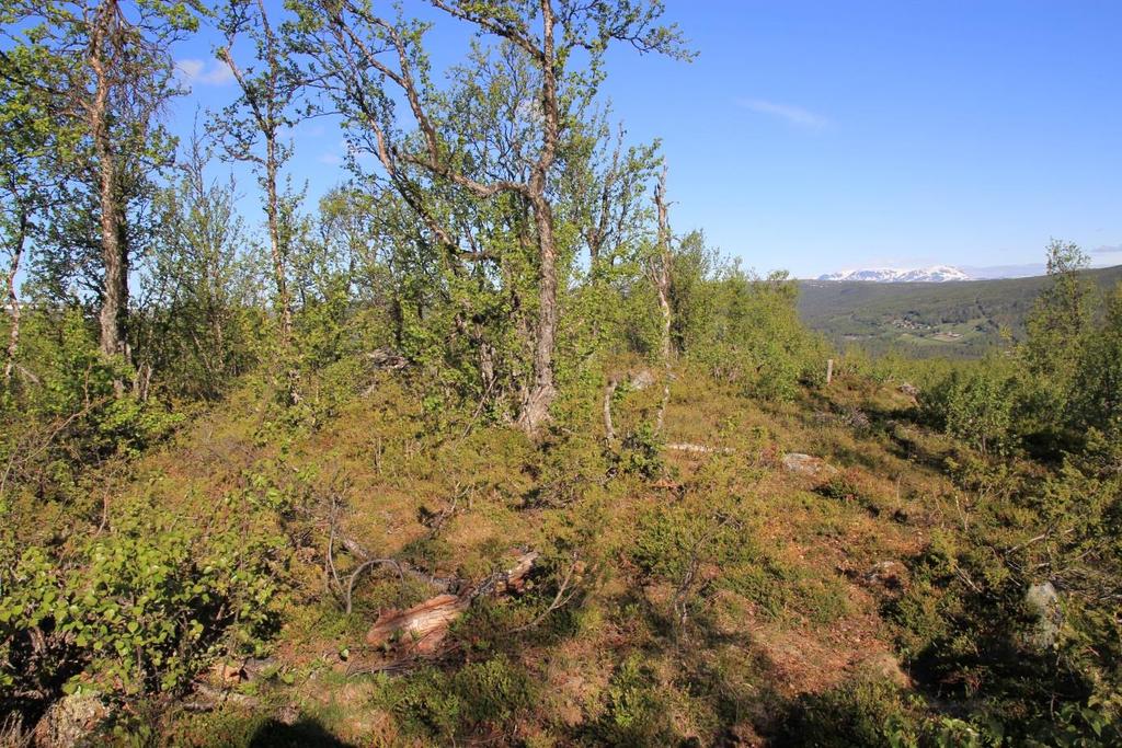 1. Bakgrunn 1.1 Forslagsstiller og plankonsulent På vegne av grunneierne Arne Gunnar Haugen og Vilhelm Hårdsrud, 3632 Uvdal, har Numedal Hus AS, v/ siv.