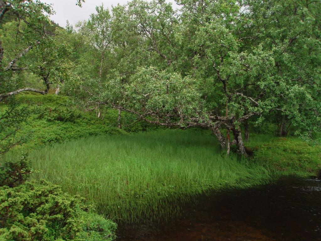Figur 11. Elvesnelle-starrsump i stille parti i elva. Foto: Bente Sved Skottvoll Likt dimensjonert bjørk, osp, selje og rogn dominerer området, som tyder på lik alder blant trærne.