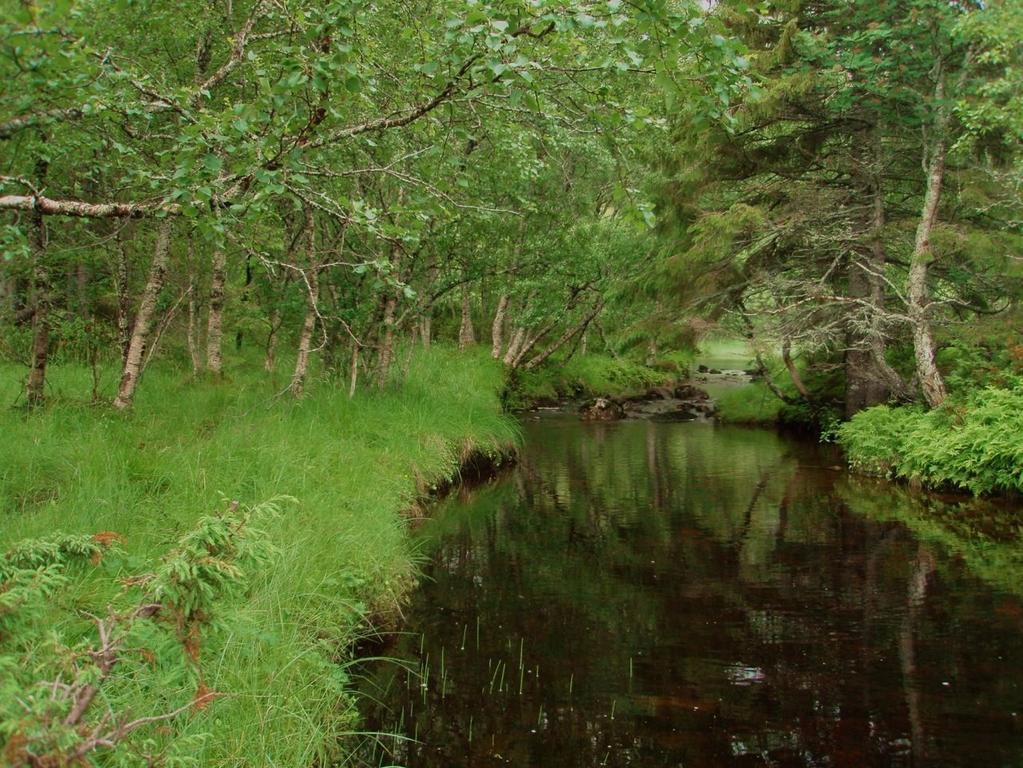 delen av fossesprøytsonen går over i høgstaude-granskog. Kraftstasjonen er planlagt plassert i det som er ytre deler av fossesprøytsonen. Figur 14.