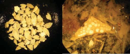 2.2 Innsamling og behandling av gulpeboller Skarvene gulper opp ufordøyde boller som kan bestå av beinrester, otolitter (øresteiner) og fiskeskjell (Figur 3).