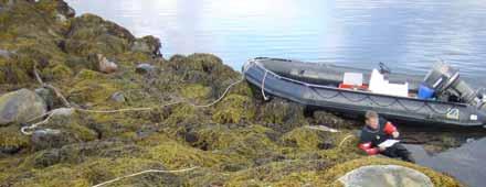 St Ref 13 Substrat: Kupert strandsone med mange store rullestein i nedre del av strandsonen. Vegetasjon: 4 vegetasjonssoner hvorav spiraltang- og grisetangsonene er tydelige.