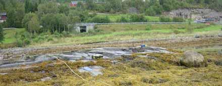 St 8 Substrat: Kupert strandsone med store stein. Glatt fjell med få sprekker. Vegetasjon: 4 vegetasjonssoner. En bred grisetangsone i nedre del av strandsonen med tett og frisk tangvegetasjon.