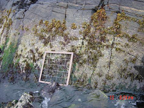 Ganske mye grønt på steinen og et fettaktig sleipt belegg som kan stamme fra fiskebedriften. Det sildret ferskvann nedover fjellsiden, men ikke akkurat der hvor rutene lå. Undersøkelsesområde.