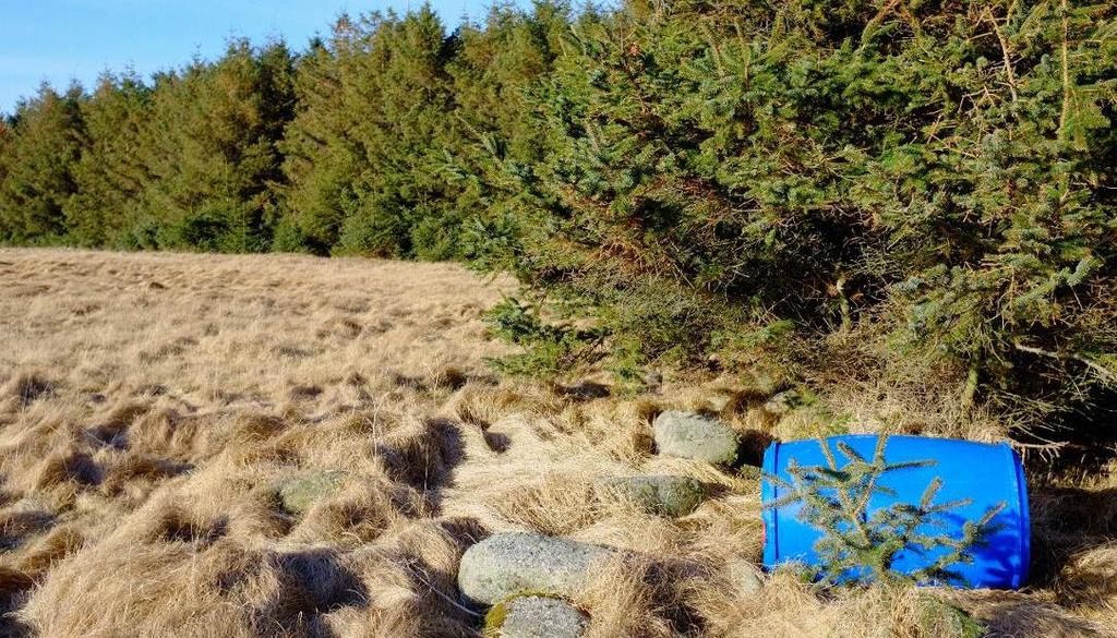 Figur 35. Leplantefeltet øst på Tjørveneset er blant de som er anbefalt å fjerne. Foto: Pål Klevan. I verneområdene er det generelt ikke ønskelig med leplantinger, se kapittel 4.