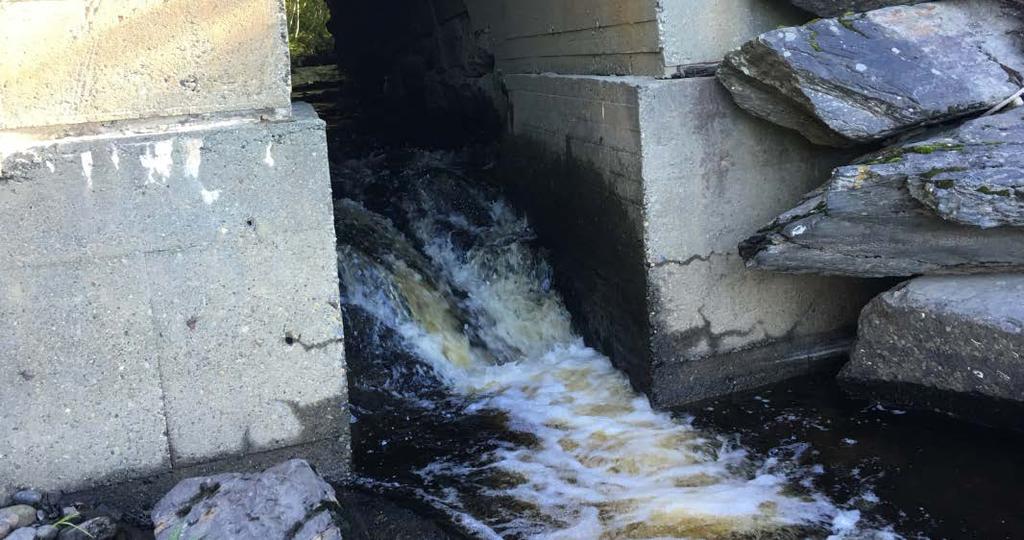 sjøørretbestanden i Gyllbekken de siste tiårene