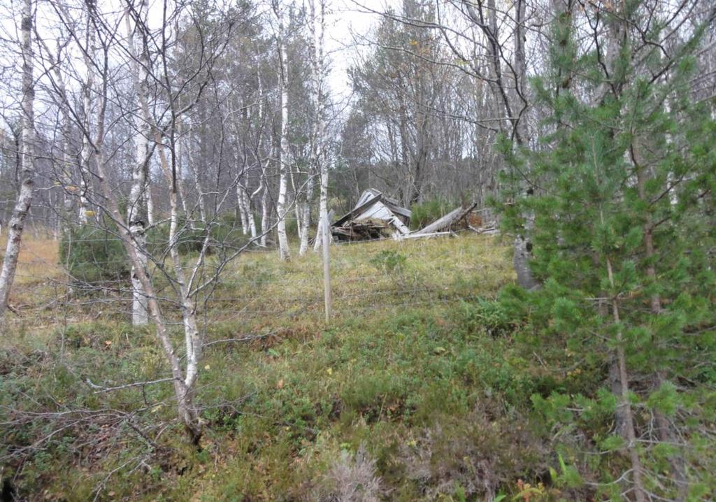 Her ser ein at eineren har fått godt tak i denne delen av lokaliteten, så det må nok fleire ryddeøkter til her for å verta