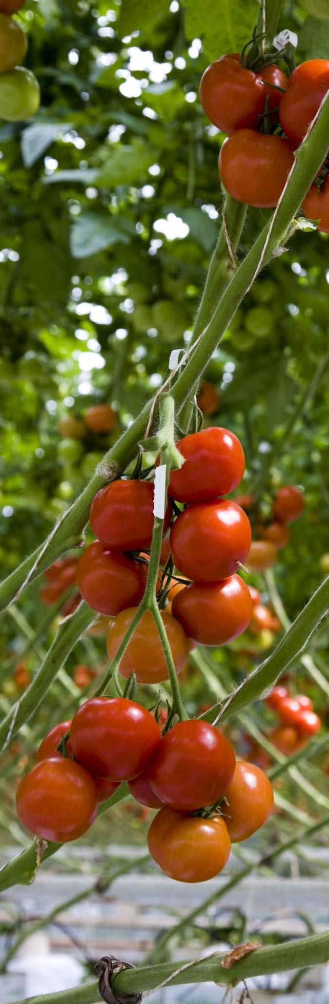 Temperatur o Temperatur er den viktigste enkeltfaktor for å opprettholde kvalitet og holdbarhet i frukt og grønt etter høsting.