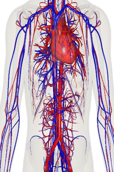 CVD/CHD and All Cause-mortality Certain