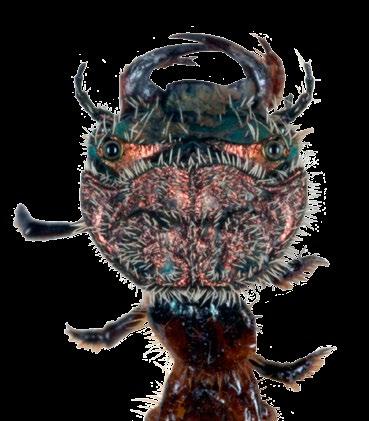De har også et spesielt fargemønster på ryggen som gjør dem enkle å skille fra andre biller. Elvesandjegeren er 12 15 millimeter lang.