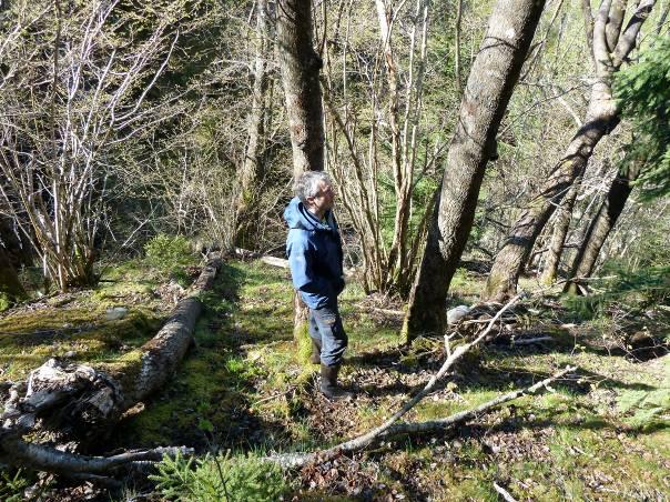 Vegetasjonen i bekkekløften består av lavurtskog (B1) med trekk av storbregneskog. I tresjiktet finnes bjørk, gråor, selje, rogn, osp og hassel.