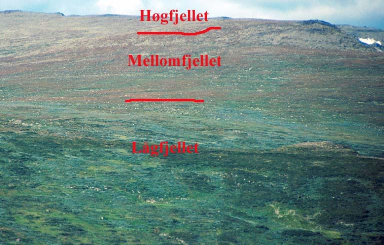 Bjørkeskogen i Nord-Gudbrandsdalen utgjer eit belte med varierande vertikal utstrekning. I det meste av området går skoggrensa kring 1000 m o.h.