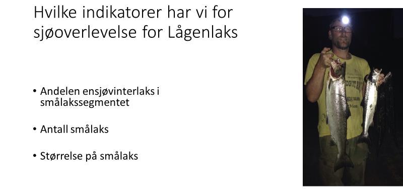 Registrert fangst i Lågen 2002-2016 (rød linje) og kompensert for redusert fangstrykk (lilla linje). I perioden 2003-2010 var sjøoverlevelsen svært lav.