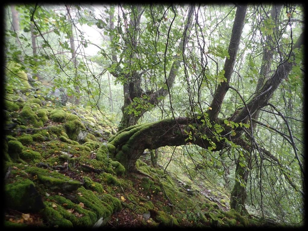 Åkre-Vikane i Ullensvang herad,