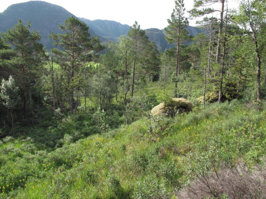 Klepsland Rogn i brattlendt granskog