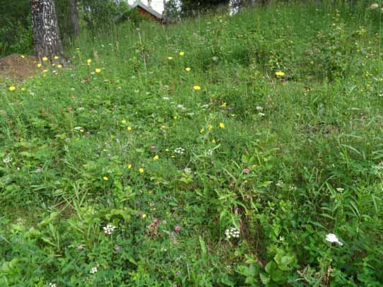 Kommunedelplan rv. 4 Kjul Åneby sør Temarapport naturmiljø Figur 4-12: Ved Berger er det fremdeles flott blomsterprakt i kulturlandskapet. Foto: Helge Fjeldstad.