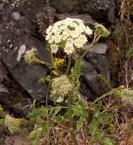 I dette naturkartet vil vi vise deg flere steder rundt Kongeskogen hvor vi finner denne typen vegetasjon.