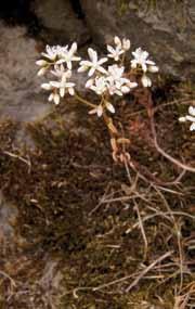 Stengel med dype furer. Blad fint lodne, to ganger finnete. Skjermer tette.