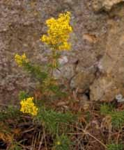 Planter som tåler tørke: Gulmaure Galium verum 10 60 cm. Blad vanligvis 8 i krans. De er 1 mm brede, spisse.