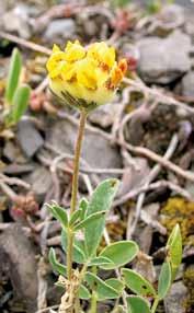 Krone 8 12 mm, blå-blåfiolett. Belg brunlig med 3-8 frø. Rundbelg Anthyllis vulneraria 10 30 cm.