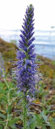 Post 4 Furuskog på kalkrik grunn La stå! Denne er det lite av: Aksveronika Veronica spicata 5 40 cm.