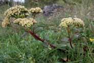 Sjelden plante som vokser på kalkrike, tørre bakker i det sørøstlige Norge. Blomstrer juli oktober.