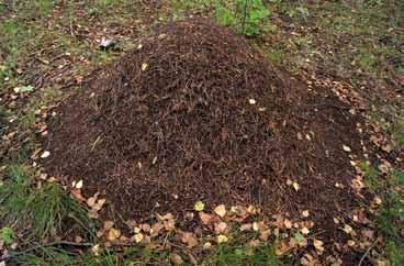 Mauren holder små bladlus som «husdyr». Bladlusene melkes for å få sukker. Bringebær Rubus idaeus 0,5 1,5 m.