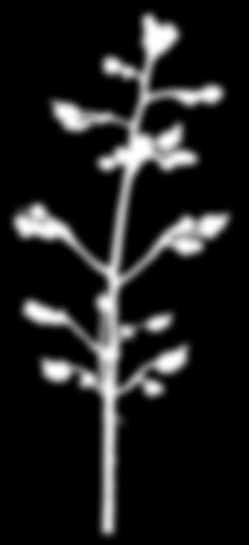Brunrot Schrophularia nodosa 40 100 cm. 4-kantet stengel og glatte blader. Grønn krone (sammenvokste kronblad) med grønn overleppe. Lukter vondt!